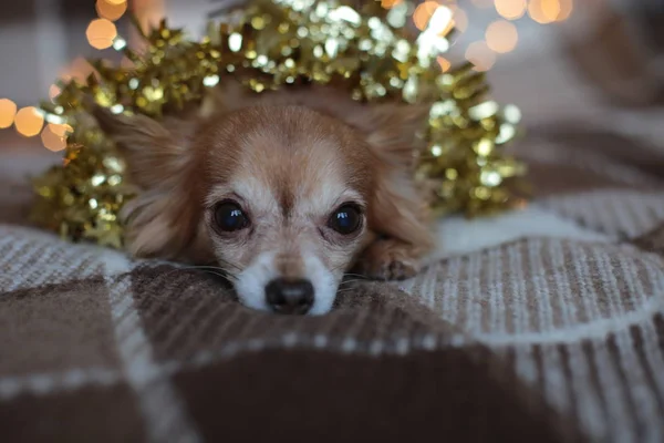 Ingwer Chihuahua Neujahrsstimmung Bokeh Girlande Ein Welpe Lächelt Und Genießt — Stockfoto