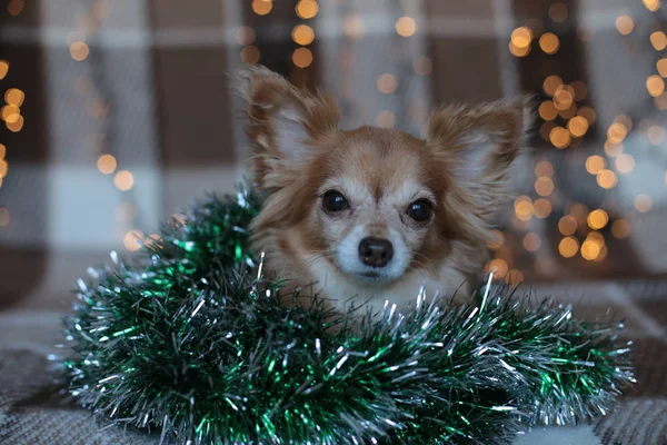 Ginger Chihuahua New Year Mood Bokeh Garland Puppy Smiles Enjoys — Stock Photo, Image