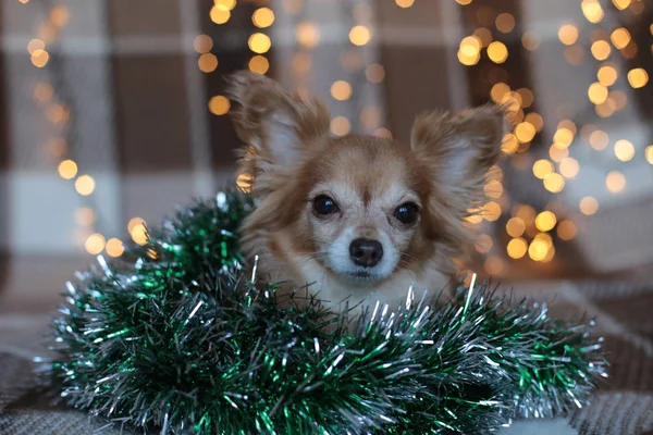 Gengibre Chihuahua Humor Ano Novo Guirlanda Bokeh Filhote Cachorro Sorri — Fotografia de Stock