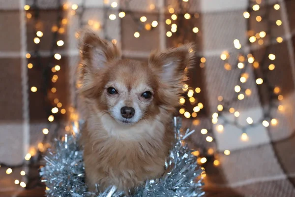 Zázvor Chihuahua Nový Rok Nálada Bokeh Girland Štěně Usmívá Užívá — Stock fotografie