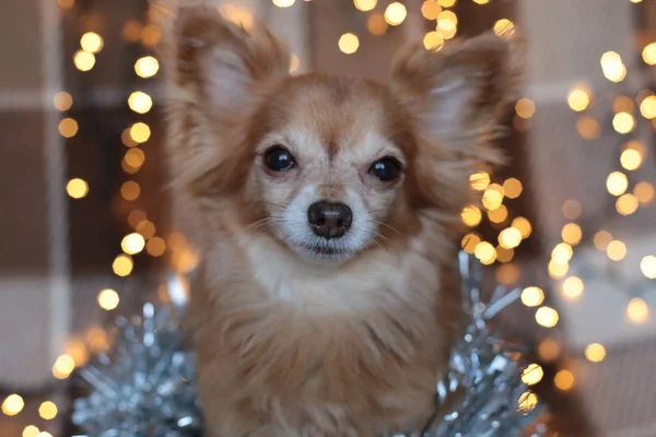 Ingwer Chihuahua Neujahrsstimmung Bokeh Girlande Ein Welpe Lächelt Und Genießt — Stockfoto