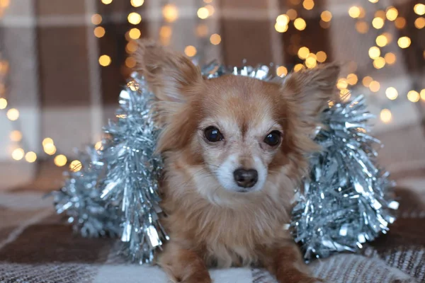 Ginger Chihuahua New Year Mood Bokeh Garland Puppy Smiles Enjoys — Stock Photo, Image