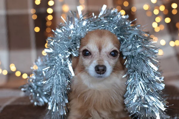 生姜Chihuahua新年気分ボケガーランド 子犬の笑顔とクリスマスの休日を楽しむ — ストック写真