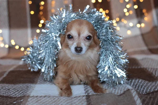 Ingwer Chihuahua Neujahrsstimmung Bokeh Girlande Ein Welpe Lächelt Und Genießt — Stockfoto