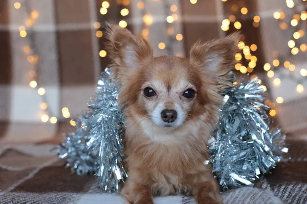 Ginger Chihuahua New Year Mood Bokeh Garland Puppy Smiles Enjoys — Stock Photo, Image