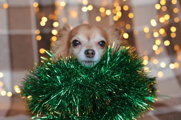 Ginger Chihuahua New Year Mood Bokeh Garland Puppy Smiles Enjoys — Stock Photo, Image