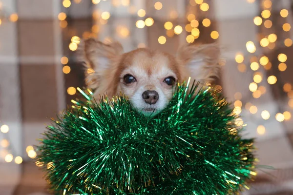 Ginger Chihuahua New Year Mood Bokeh Garland Puppy Smiles Enjoys — Stock Photo, Image