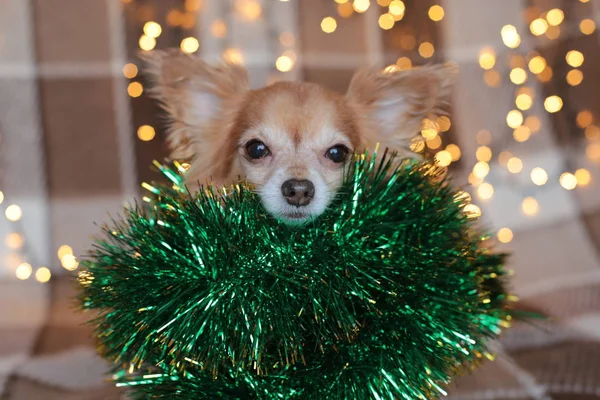 Zencefilli Chihuahua Yeni Yıl Havası Bokeh Çelengi Bir Köpek Yavrusu — Stok fotoğraf