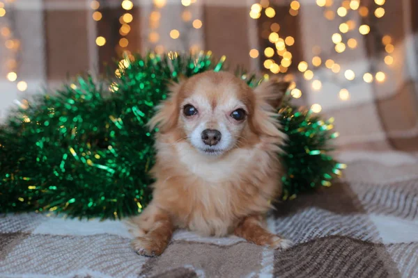 Zázvor Chihuahua Nový Rok Nálada Bokeh Girland Štěně Usmívá Užívá — Stock fotografie