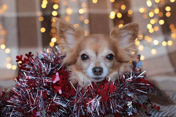 Gyömbér Chihuahua Újévi Hangulat Bokeh Koszorú Egy Kiskutya Mosolyog Élvezi — Stock Fotó