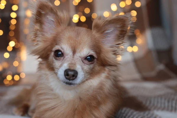 redhead little dog Chihuahua sits on a bed with New Year lights