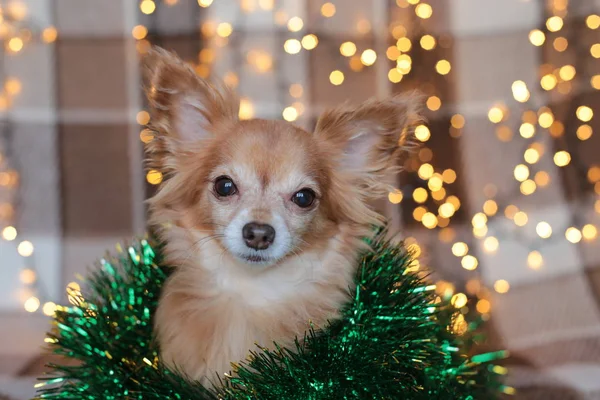 Zrzka Malý Pes Chihuahua Sedí Posteli Novoroční Světla — Stock fotografie