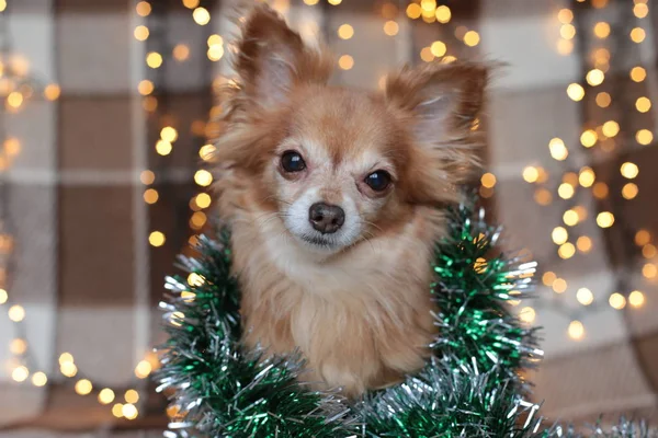 Ruda Mały Pies Chihuahua Siedzi Łóżku Noworoczne Światła — Zdjęcie stockowe