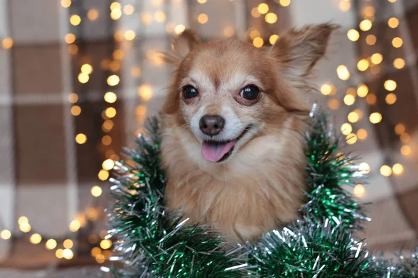 Ruiva Pequeno Cão Chihuahua Senta Uma Cama Com Luzes Ano — Fotografia de Stock