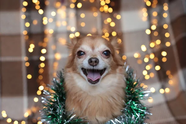 redhead little dog Chihuahua sits on a bed with New Year lights