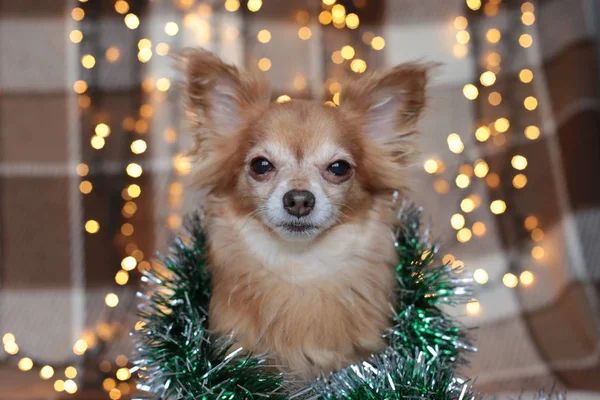 Rothaariger Kleiner Hund Chihuahua Sitzt Auf Einem Bett Mit Neujahrsbeleuchtung — Stockfoto