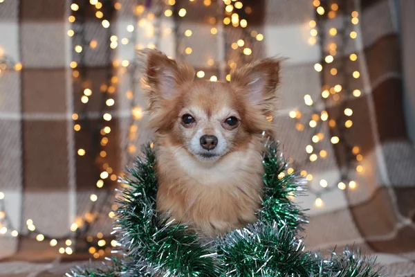 Rossa Cagnolino Chihuahua Siede Letto Con Luci Capodanno — Foto Stock