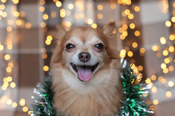 redhead little dog Chihuahua sits on a bed with New Year lights