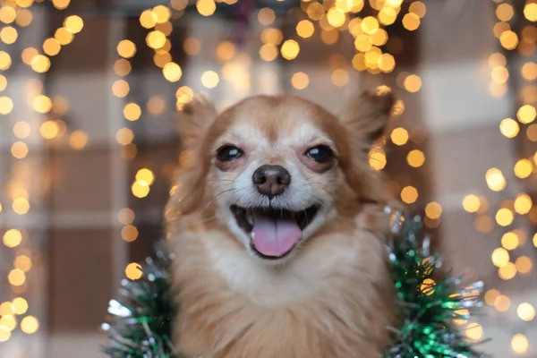 Κοκκινομάλλα Μικρό Σκυλί Chihuahua Κάθεται Ένα Κρεβάτι Φώτα Της Πρωτοχρονιάς — Φωτογραφία Αρχείου