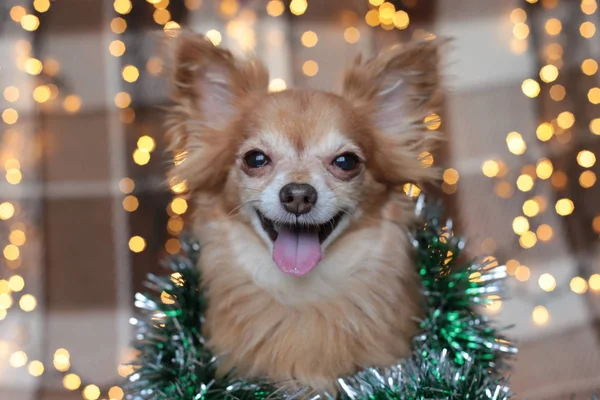 Kızıl saçlı küçük köpek Chihuahua yeni yıl ışıklarıyla bir yatakta oturuyor.