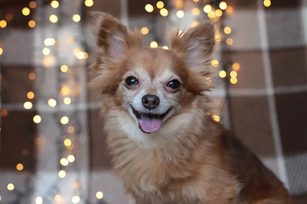 Pelirroja Pequeña Perra Chihuahua Sienta Una Cama Con Luces Año —  Fotos de Stock