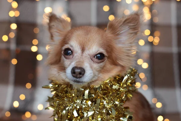 Rousse Petit Chien Chihuahua Assis Sur Lit Avec Des Lumières — Photo