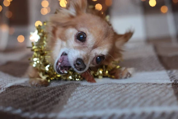 Rothaariger Kleiner Hund Chihuahua Sitzt Auf Einem Bett Mit Neujahrsbeleuchtung — Stockfoto