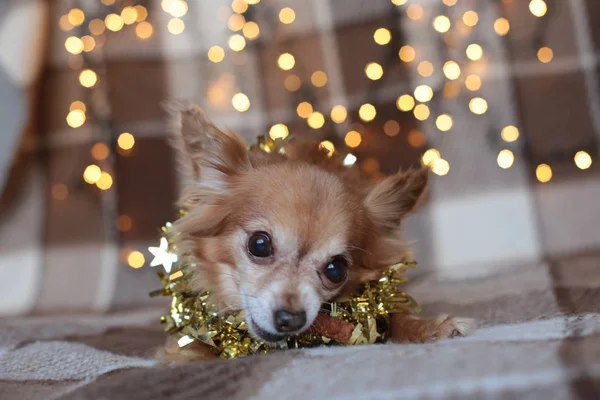 redhead little dog Chihuahua sits on a bed with New Year lights