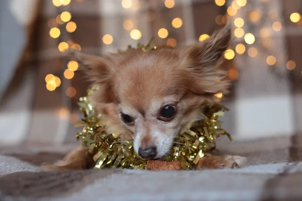redhead little dog Chihuahua sits on a bed with New Year lights