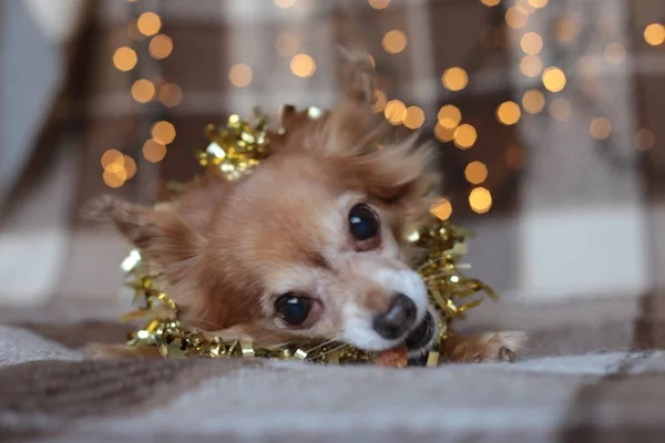 redhead little dog Chihuahua sits on a bed with New Year lights