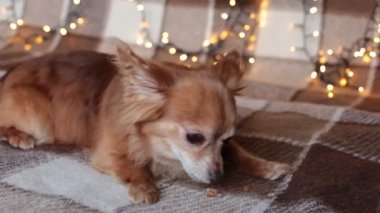 Kızıl saçlı küçük köpek Chihuahua yeni yıl ışıklarıyla bir yatakta oturuyor.