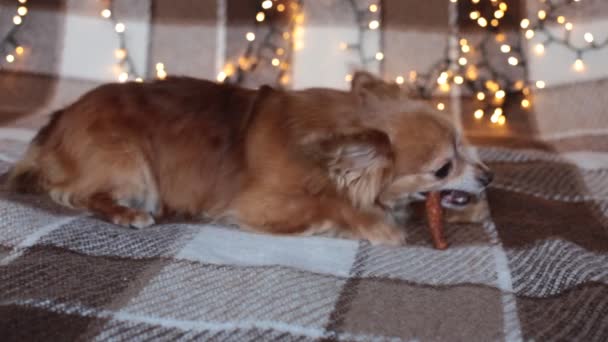 Rödhårig Liten Hund Chihuahua Sitter Säng Med Nyårsljus — Stockvideo