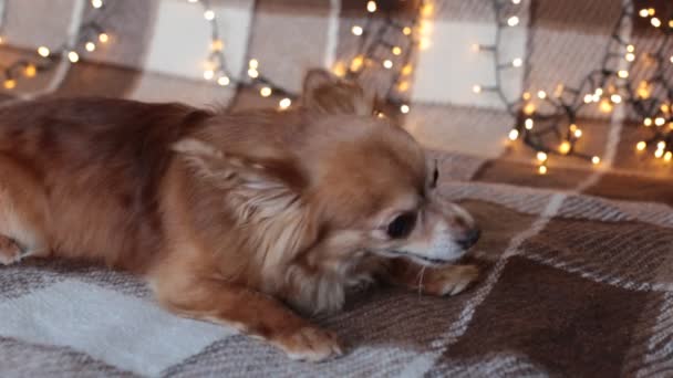 Pelirroja Pequeña Perra Chihuahua Sienta Una Cama Con Luces Año — Vídeo de stock