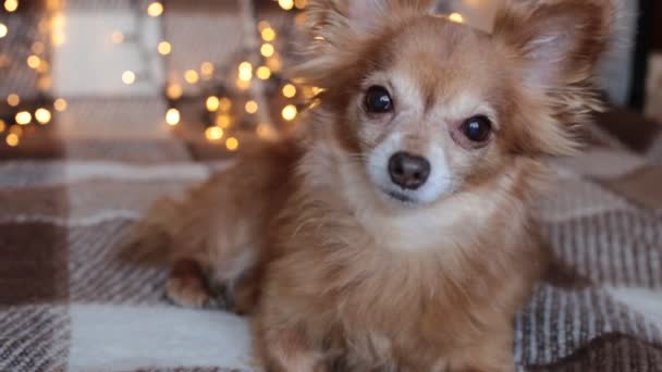 赤毛の小さな犬Chihuahua新年の光とベッドの上に座っている — ストック動画