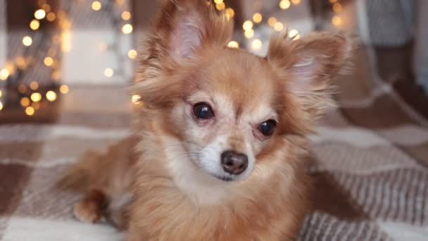 Rothaariger Kleiner Hund Chihuahua Sitzt Auf Einem Bett Mit Neujahrsbeleuchtung — Stockvideo