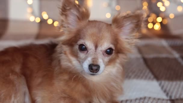 Rothaariger Kleiner Hund Chihuahua Sitzt Auf Einem Bett Mit Neujahrsbeleuchtung — Stockvideo