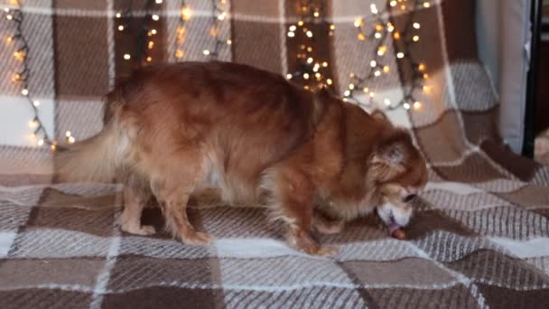 Rousse Petit Chien Chihuahua Assis Sur Lit Avec Des Lumières — Video