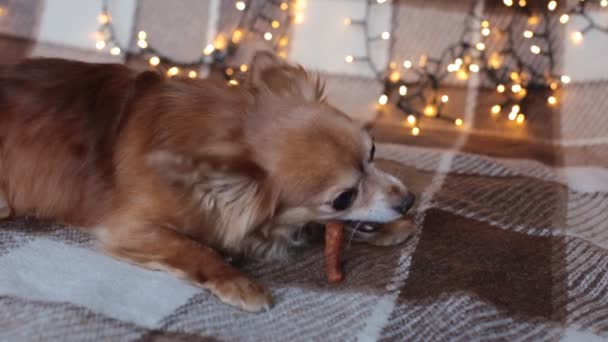 赤毛の小さな犬Chihuahua新年の光とベッドの上に座っている — ストック動画