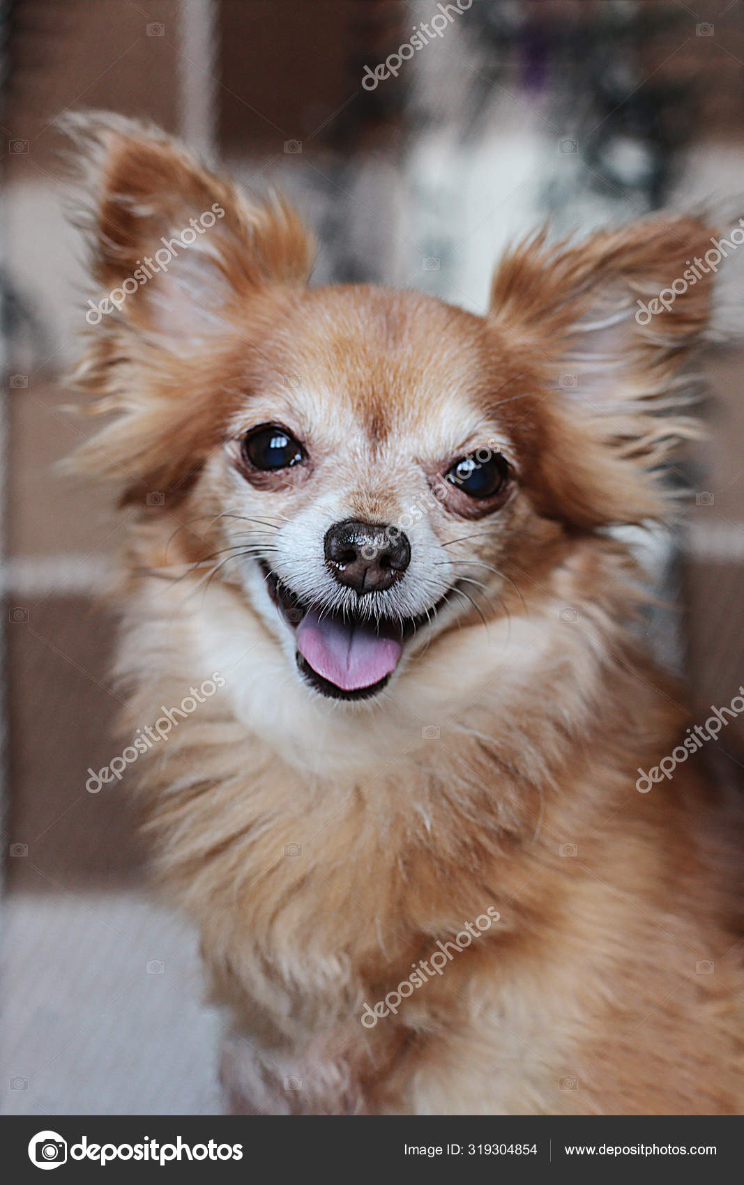 Long haired chihuahua red sales