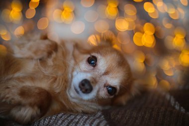 Yeni yıl ışıklarıyla yatağında oturan sevimli kızıl saçlı köpek chihuahua.