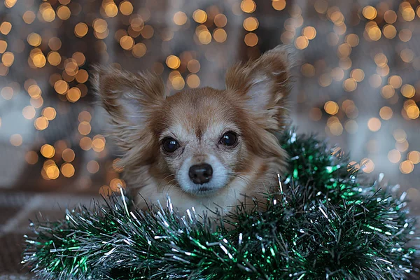 Mignon Petit Chien Roux Chihuahua Assis Sur Lit Avec Des — Photo