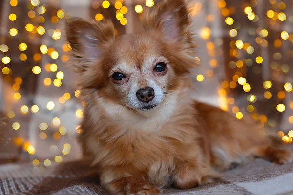 Mignon Petit Chien Roux Chihuahua Assis Sur Lit Avec Des — Photo