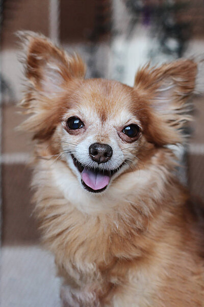 Cute red-haired little dog chihuahua sitting on the bed with New Year lights