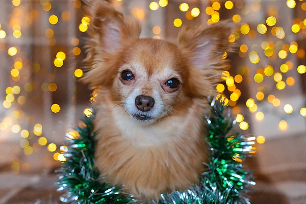 Yeni Yıl Işıklarıyla Yatağında Oturan Sevimli Kızıl Saçlı Köpek Chihuahua — Stok fotoğraf