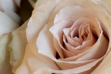 parlak gül çiçek makro arkaplanı