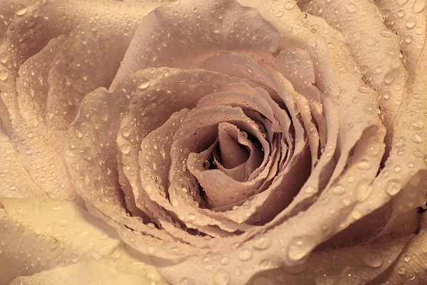 Rose Vif Fleur Macro Fond — Photo