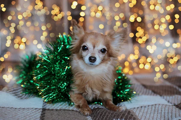 Cucciolo Chihuahua Plaid Con Una Ghirlanda Rosicchia Una Vacanza Natale — Foto Stock