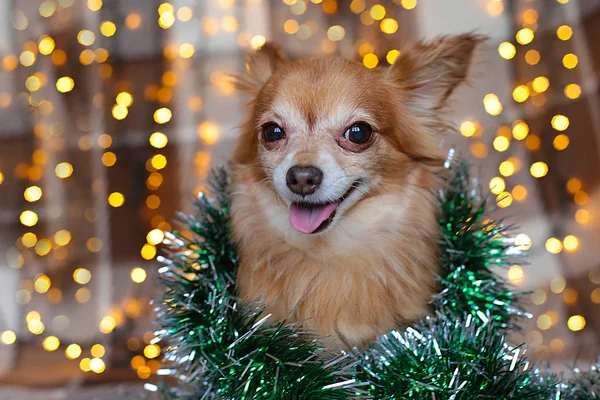 Chihuahua Cachorro Cuadros Con Una Guirnalda Mordisquea Hueso Vacaciones Navidad —  Fotos de Stock