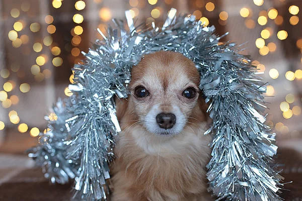 Chiot Chihuahua Sur Plaid Avec Une Guirlande Grignote Vacances Noël — Photo