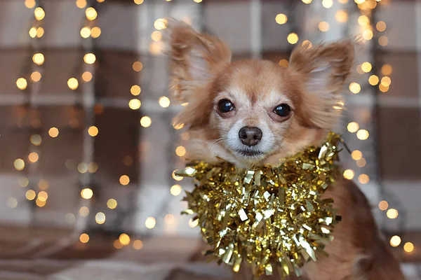 Cucciolo Chihuahua Plaid Con Una Ghirlanda Rosicchia Una Vacanza Natale — Foto Stock